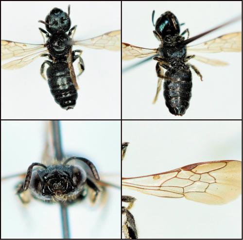 Ceratina cyanea